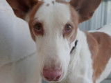 À adopter, chien Podenco d’Ibiza de 2 ans