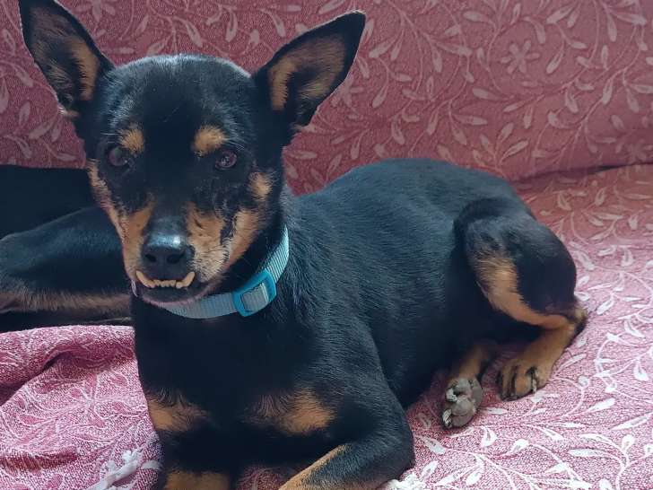 Disponible à l'adoption, chien de 7 ans