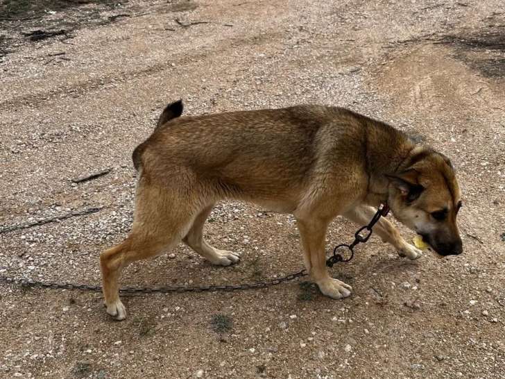 En attente d'adoption, chienne bringée