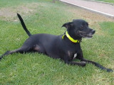 Prête pour l'adoption, chienne de 4 ans