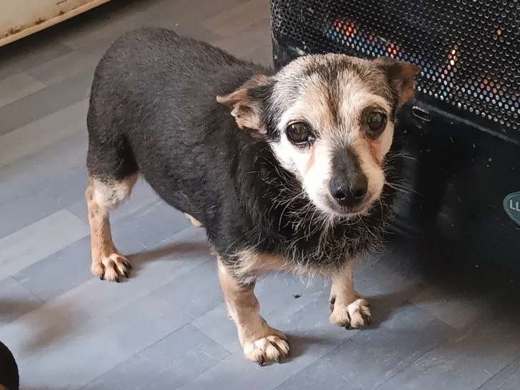 En attente d’un foyer, chienne adulte