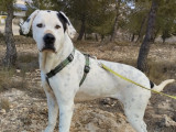 À accueillir, chien Dogue Argentin de 3 ans