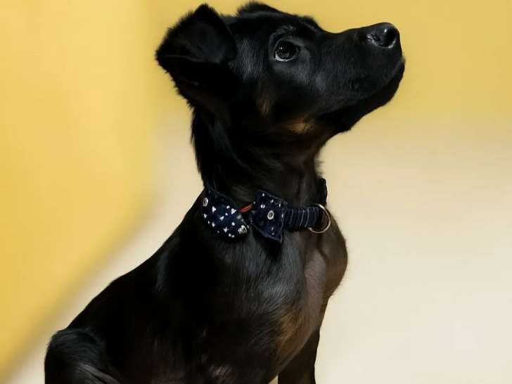 En quête d'une famille, chiot mâle noir