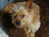 Adoption disponible : chien Yorkshire Terrier beige