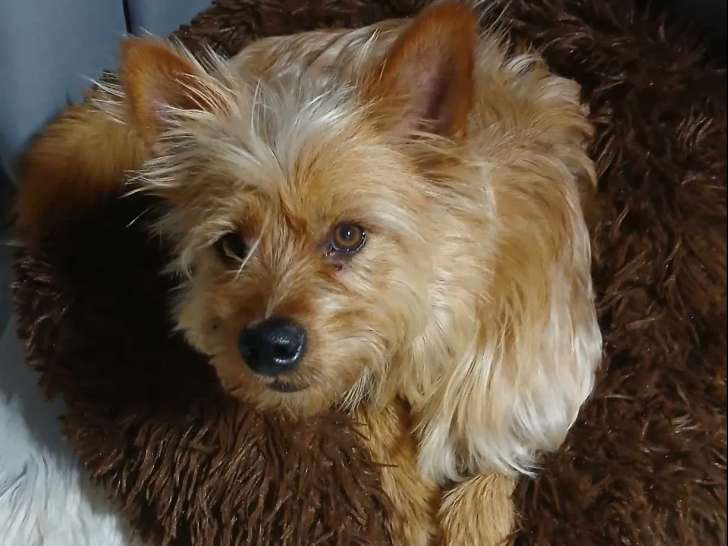 Adoption disponible : chien Yorkshire Terrier beige