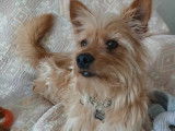 Adoption disponible : chien Yorkshire Terrier beige