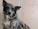 À adopter : chien Border Collie bringé