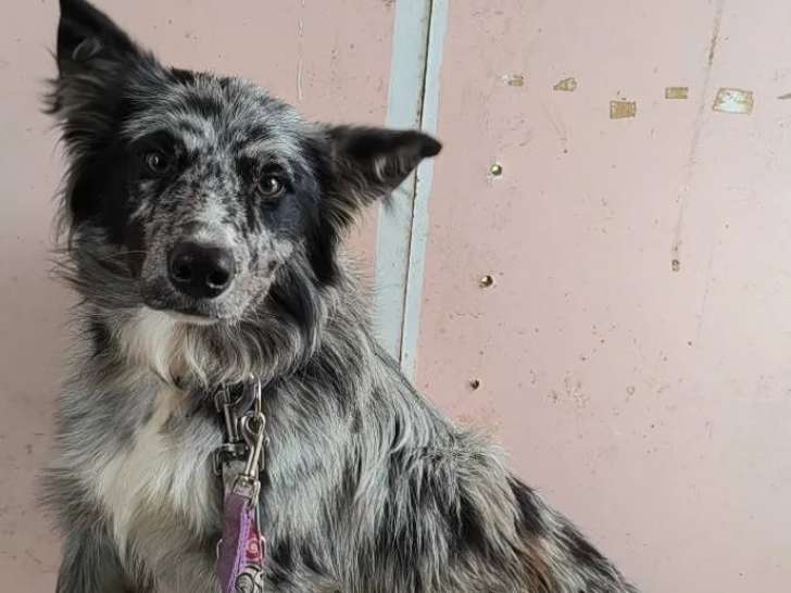À adopter : chien Border Collie bringé