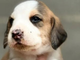 À adopter : chiot mâle tricolore