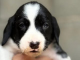 Disponible à l'adoption : chiot mâle noir avec marque blanche