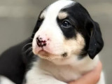 En attente d'adoption : chiot femelle d’un mois