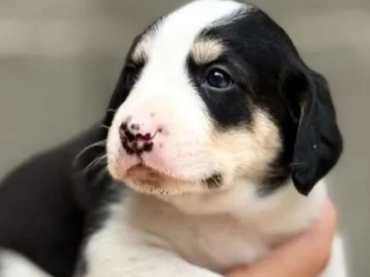 En attente d'adoption : chiot femelle d’un mois