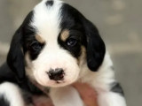 Prêt pour l’adoption : chiot mâle âgé d’un mois
