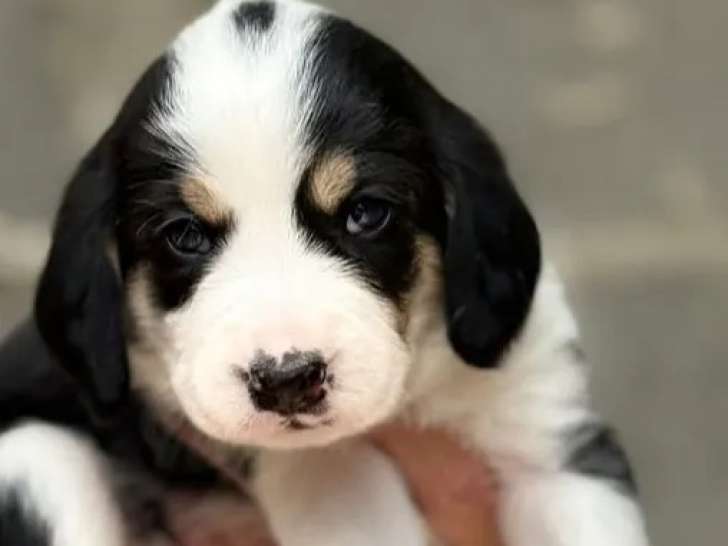 Prêt pour l’adoption : chiot mâle âgé d’un mois