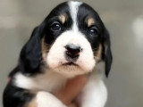 En attente d'une famille : chiot mâle d'un mois