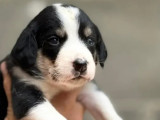 À accueillir : chiot femelle tricolore