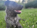 En quête d’un foyer : chienne de 4 ans
