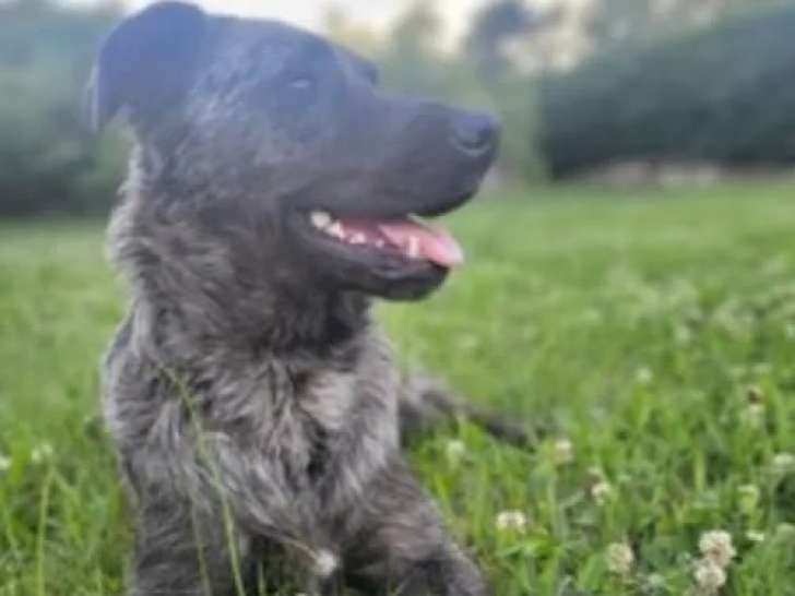 En quête d’un foyer : chienne de 4 ans