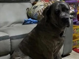 Adoption disponible : chienne Cane Corso grise