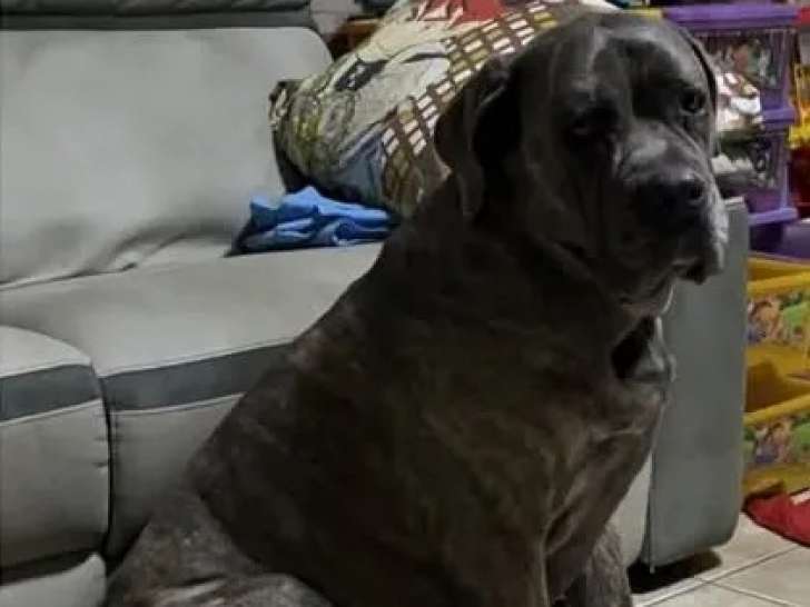 Adoption disponible : chienne Cane Corso grise