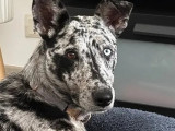 À la recherche d'une famille : chiot femelle gris et blanc