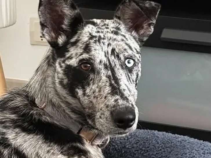À la recherche d'une famille : chiot femelle gris et blanc
