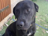 Chienne Labrador noire à adopter