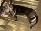 Chienne bringée disponible à l'adoption
