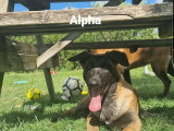 Chiots Malinois de 4 mois à vendre