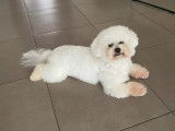 Mâle Bichon Frisé disponible pour saillie