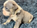 Chiots Bouledogue Anglais à vendre