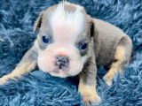 Chiots Bouledogue Anglais à vendre