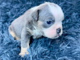 Chiots Bouledogue Anglais à vendre
