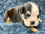 Chiots Bouledogue Anglais à vendre