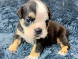 Chiots Bouledogue Anglais à vendre
