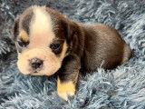 Chiots Bouledogue Anglais à vendre