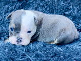 Chiots Bouledogue Anglais à vendre