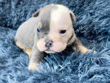 Chiots Bouledogue Anglais à vendre