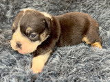 Chiots Bouledogue Anglais à vendre