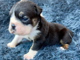 Chiots Bouledogue Anglais à vendre
