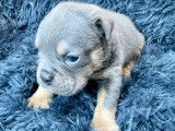 Chiots Bouledogue Anglais à vendre