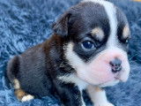 Chiots Bouledogue Anglais à vendre