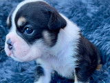 Chiots Bouledogue Anglais à vendre