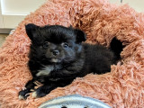 Magnifiques chiots Spitz Nain à vendre
