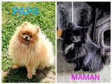 Magnifiques chiots Spitz Nain à vendre