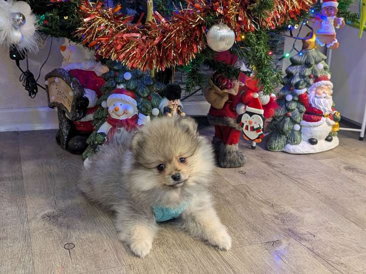 Magnifiques chiots Spitz Nain à vendre