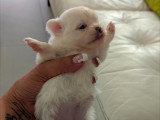 Magnifiques chiots Spitz Nain à vendre