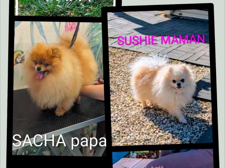 Magnifiques chiots Spitz Nain à vendre