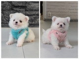 Magnifiques chiots Spitz Nain à vendre