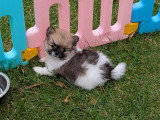 Magnifiques chiots Spitz Nain à vendre